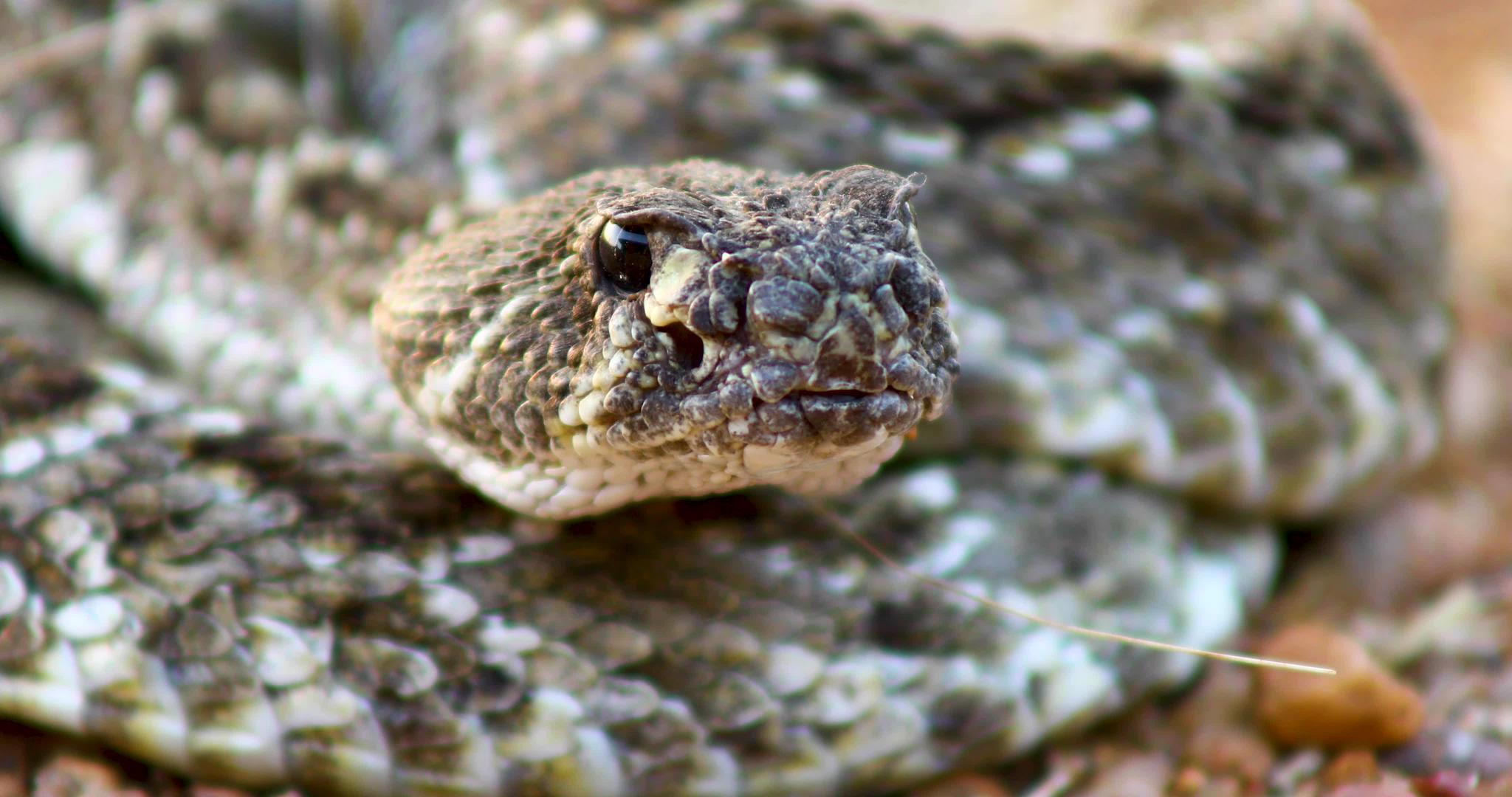 西部钻石背面的响尾蛇crotalusatrox关闭视频的预览图