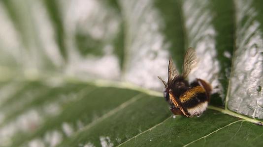 一只小蜜蜂视频的预览图