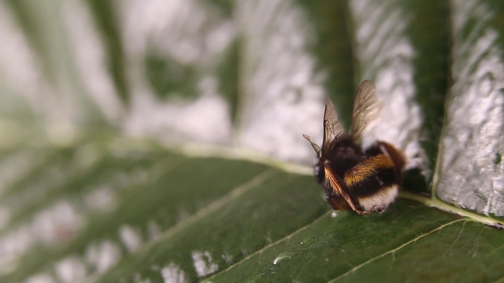 自然警报概念关闭一只小蜜蜂bombus有选择地关注视频的预览图