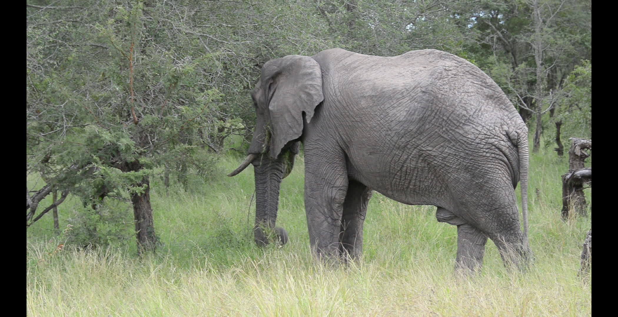 南非野生大象视频的预览图