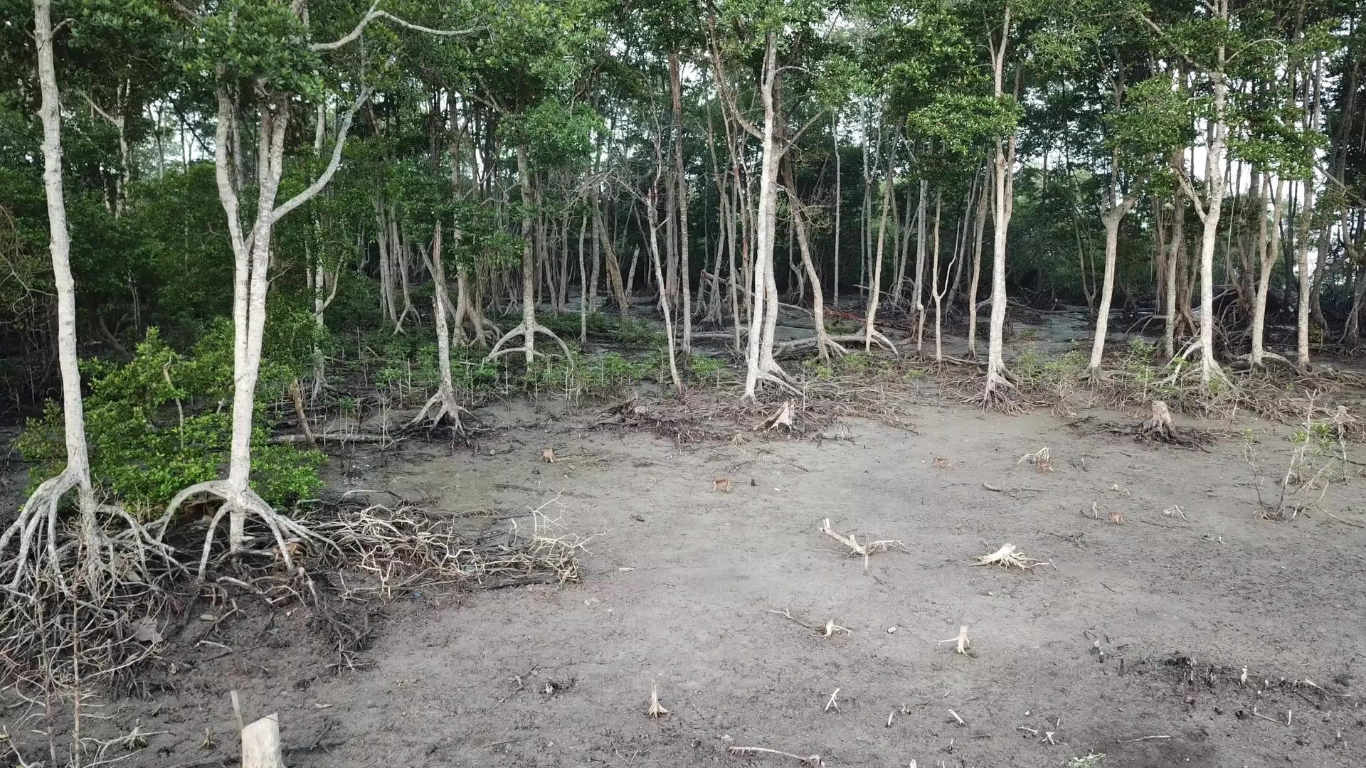 一群猴子从马来西亚的红树林沼泽回家视频的预览图