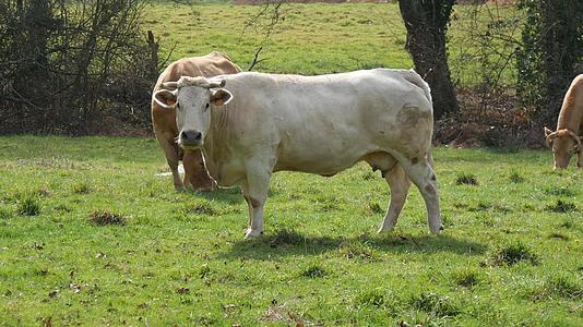 草地上放牧的白牛视频的预览图