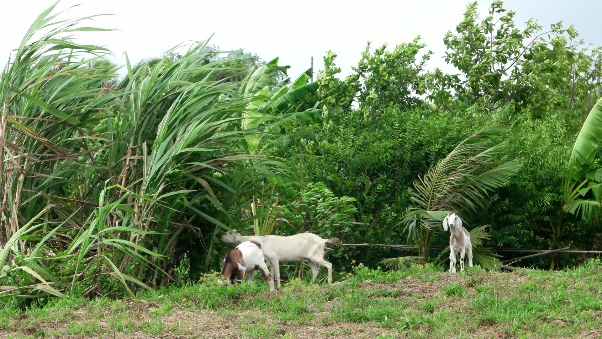 山羊在农村附近吃甘蔗视频的预览图