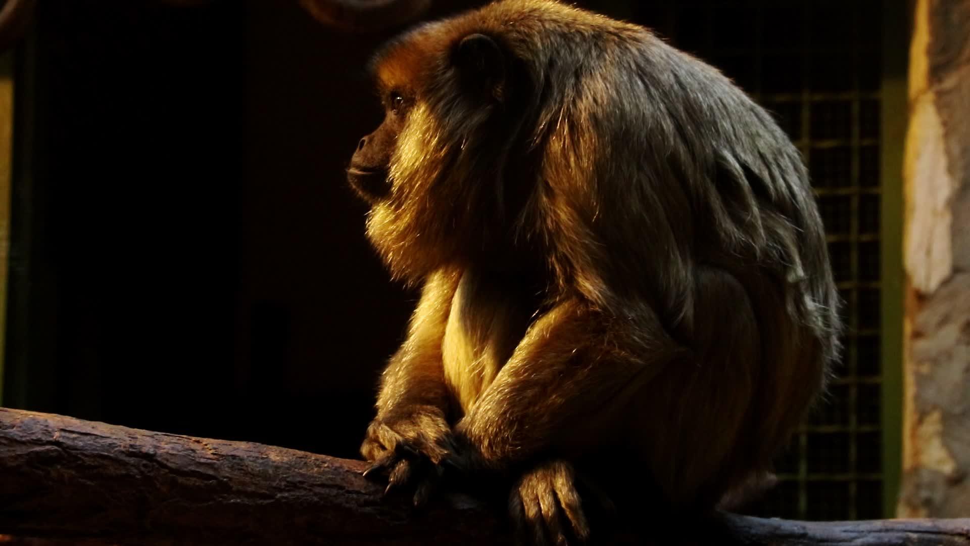 一只成年猴子抓伤了他的腿视频的预览图