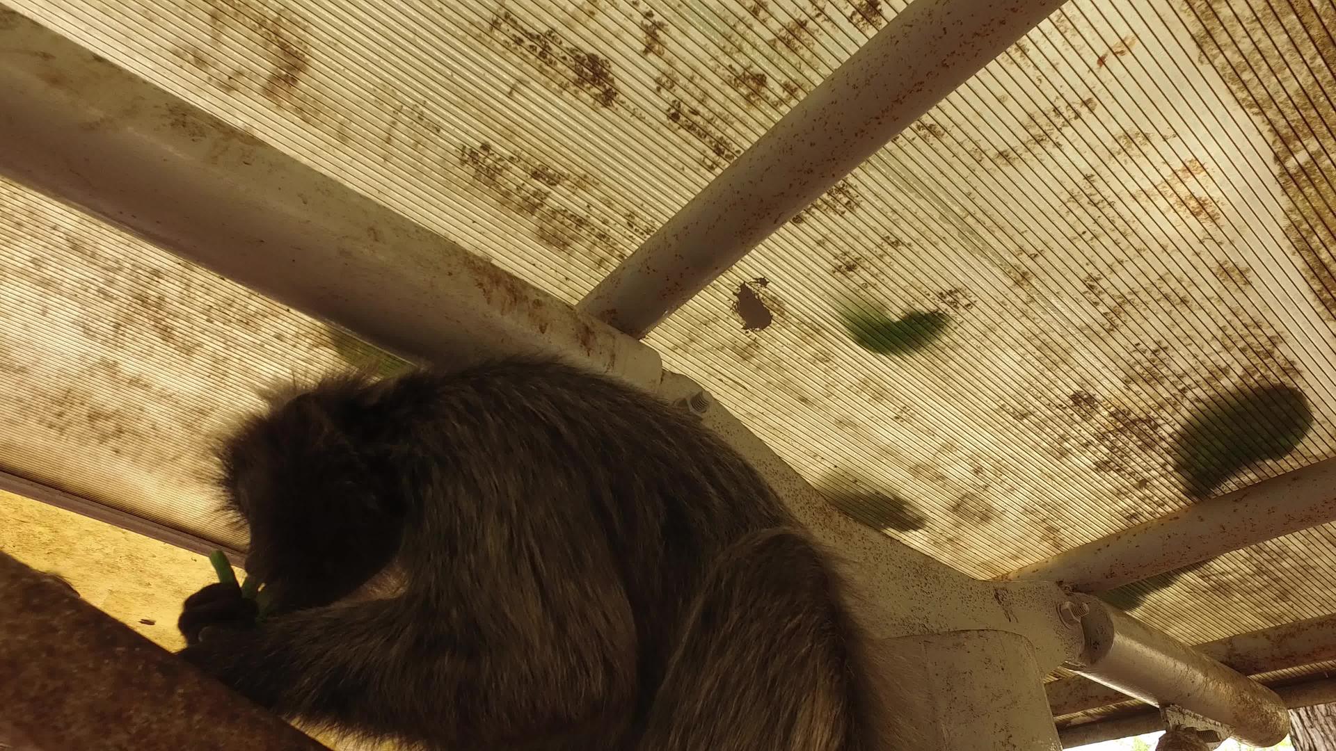 银叶猴在屋顶下吃绿色假货视频的预览图