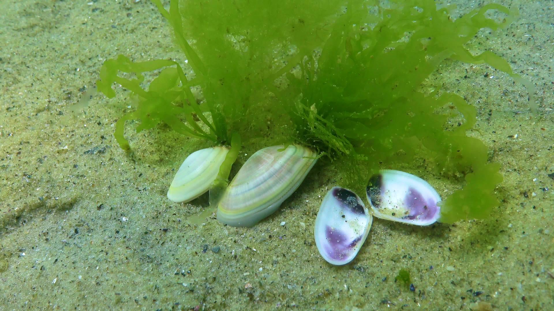 蛤蜊被埋在黑海的海滩上视频的预览图