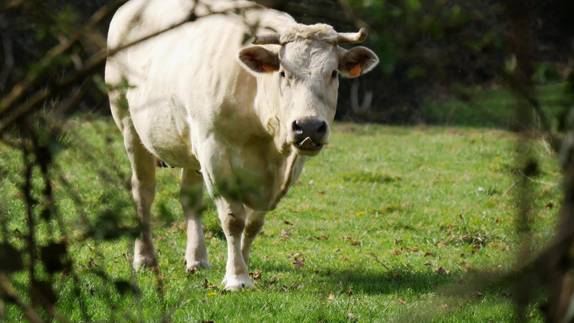 在草地上放牧棕牛视频的预览图