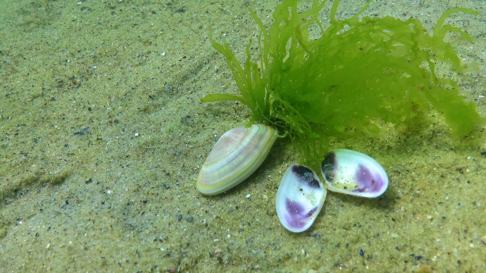 蛤蜊被埋在黑海的海滩上视频的预览图