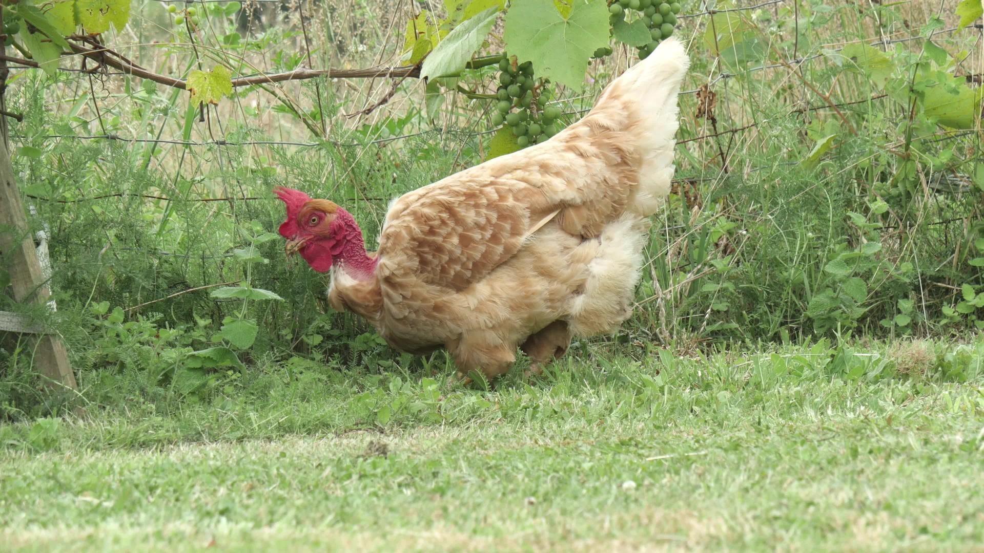草坪上有一只鸡视频的预览图
