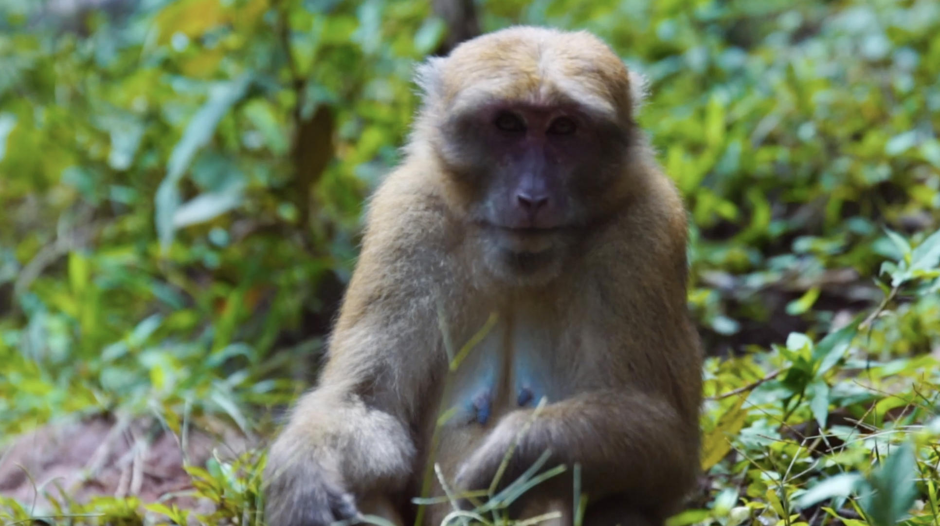 野生猴子吃东西视频的预览图