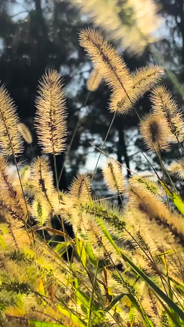 真实拍摄秋天美景狗尾巴草草意境视频的预览图