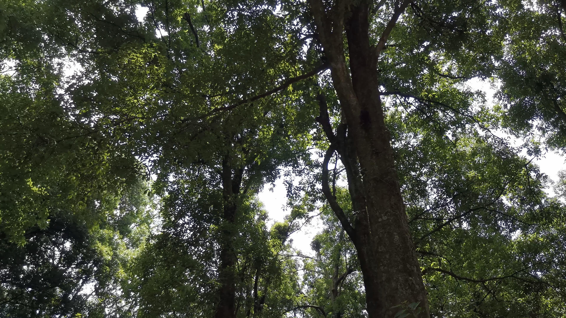 4K百年古树林视频的预览图