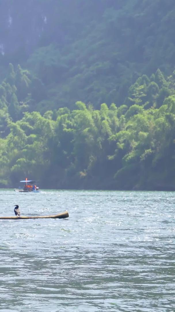 渔夫撑着竹筏鱼鹰扑鱼视频的预览图