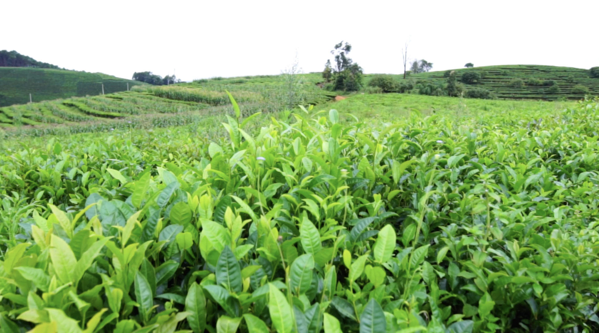 云南普洱茶种植园视频的预览图