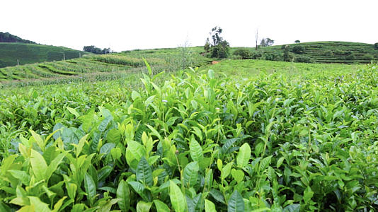 云南普洱茶种植园视频的预览图