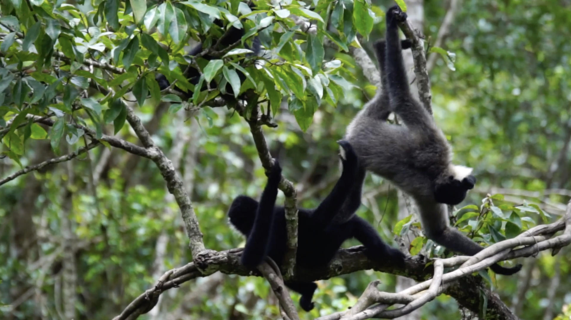 国家二级保护野生动物长臂猿视频的预览图
