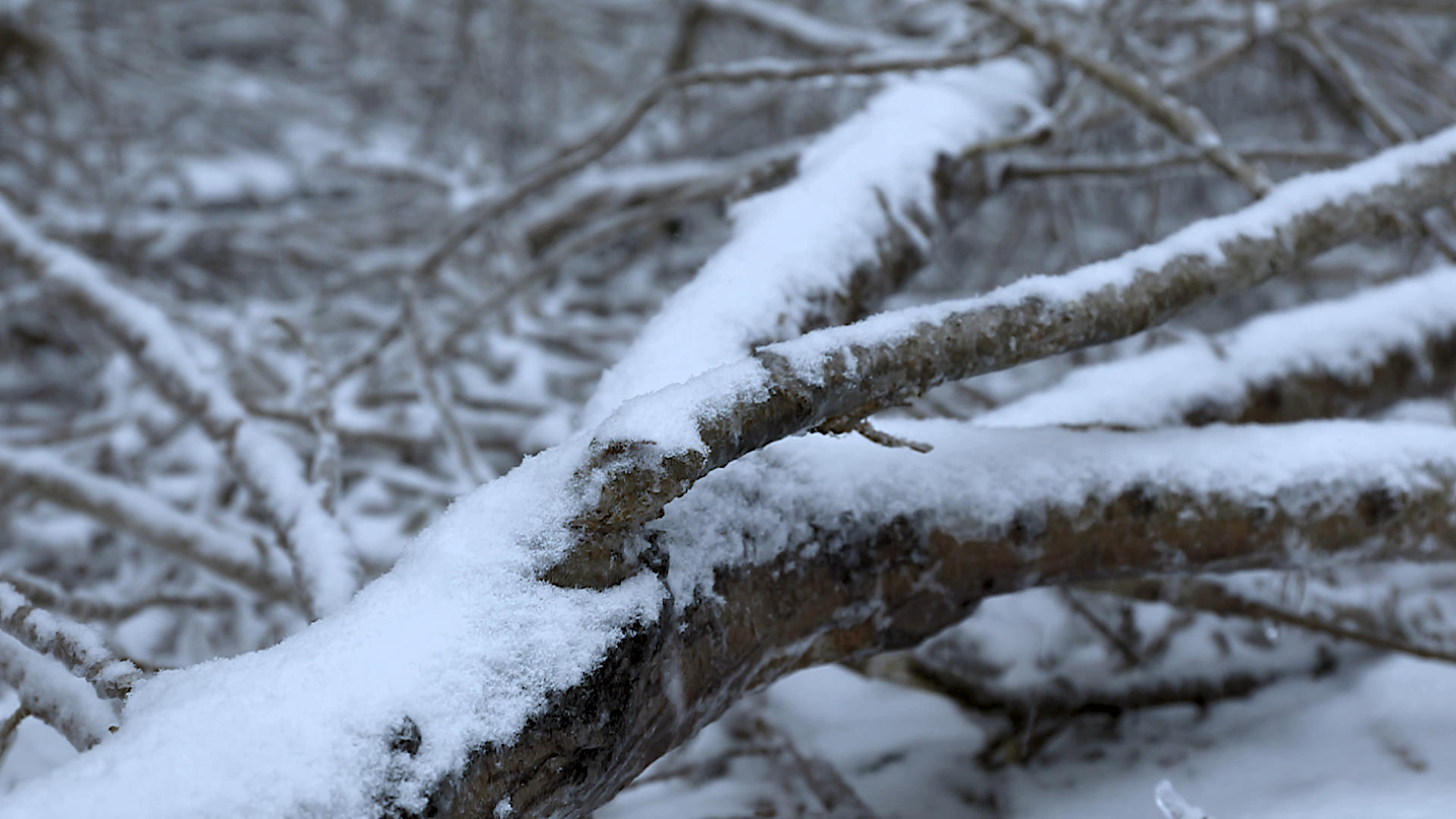 4K多角度慢动作拍摄落在树枝上的雪花合集视频的预览图