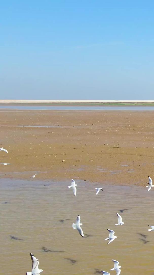 鄱阳湖候鸟海鸥航拍视频的预览图
