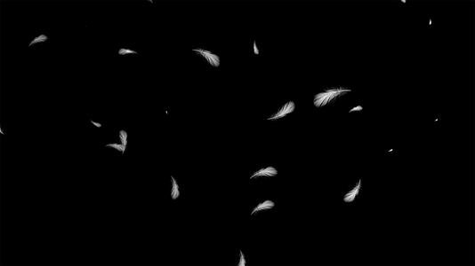 4K白色羽毛飘落元素带透明度视频的预览图