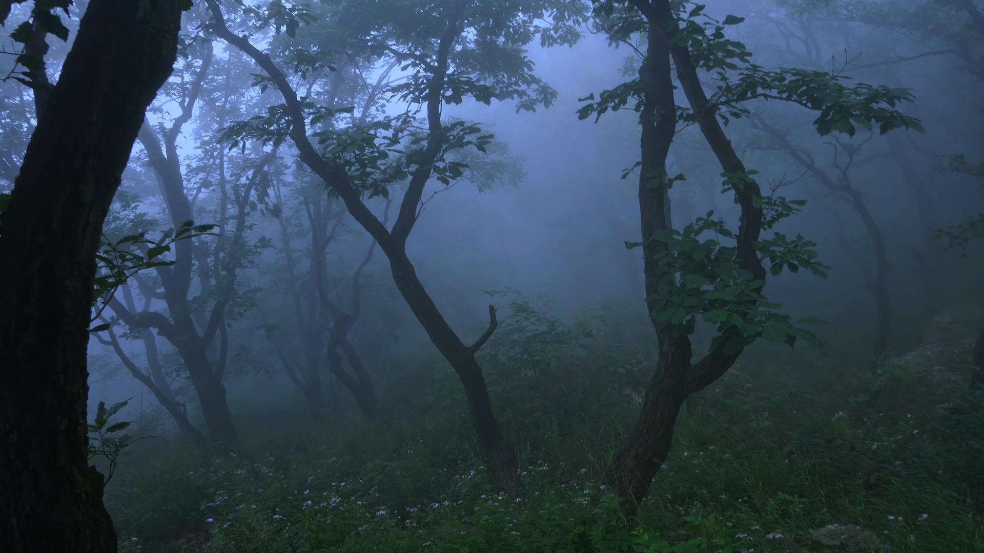 浓雾弥漫了森林视频的预览图