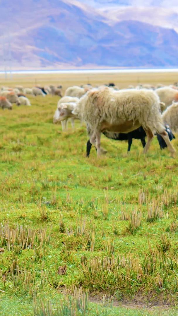 实拍畜牧业羊山羊吃草羊视频的预览图
