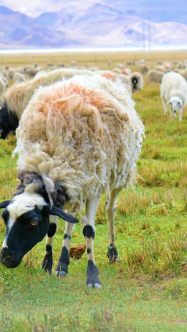实拍畜牧业羊山羊吃草羊视频的预览图