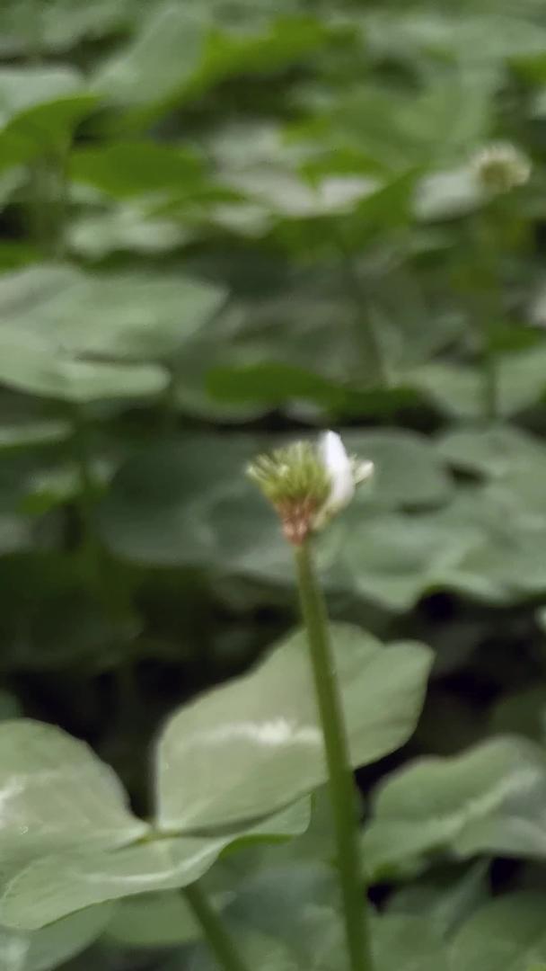 特写白花三叶草视频的预览图