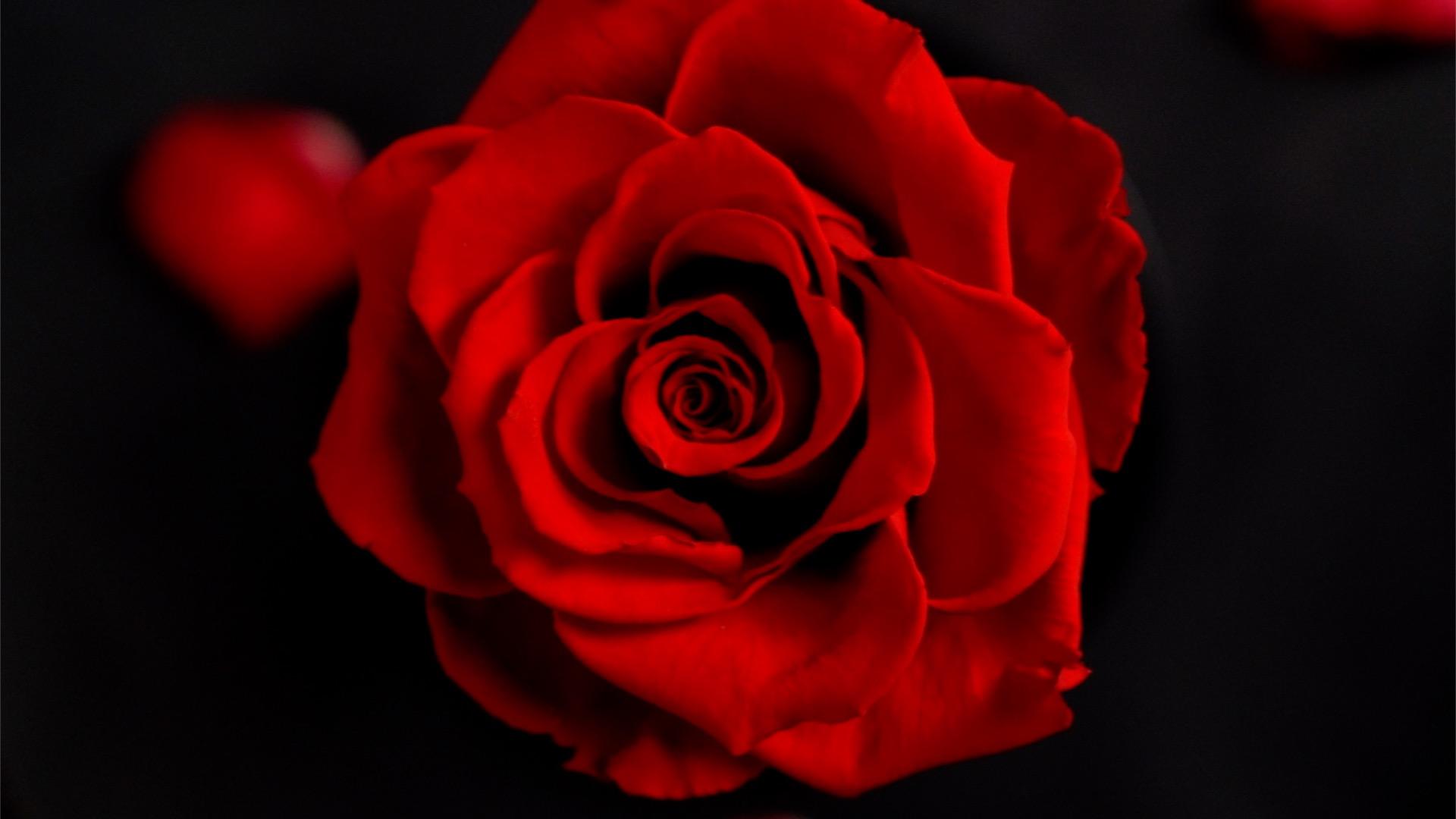 玫瑰花视频的预览图