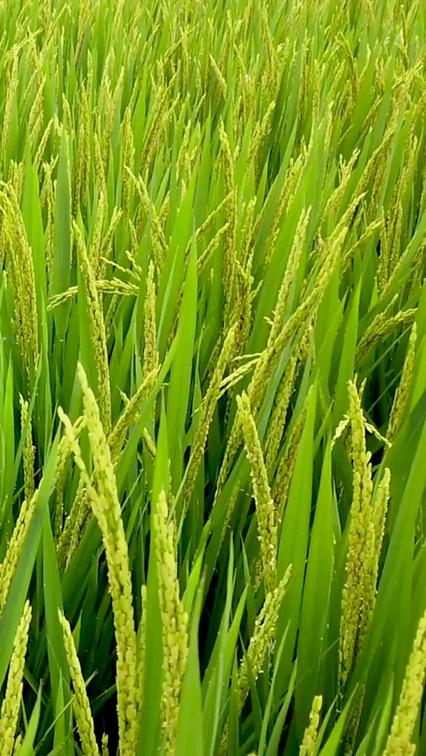 稻田稻穗绿色视频的预览图
