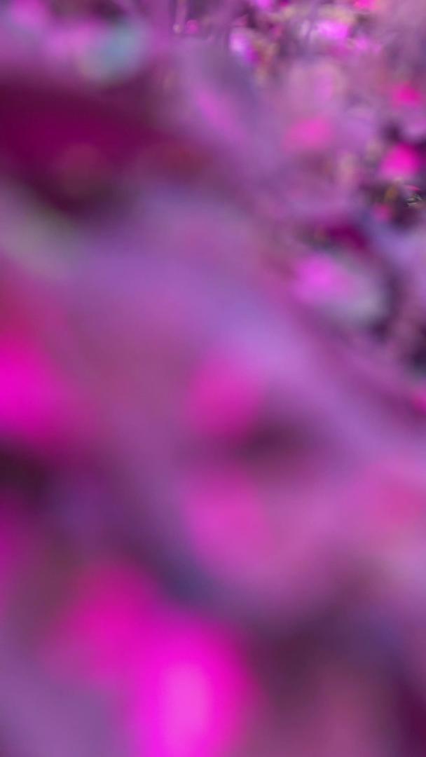 春季紫叶植物视频的预览图