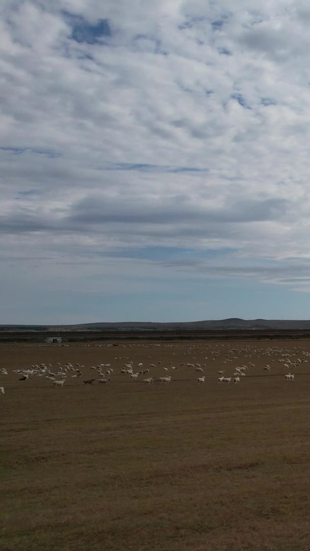 内蒙古羊群视频的预览图