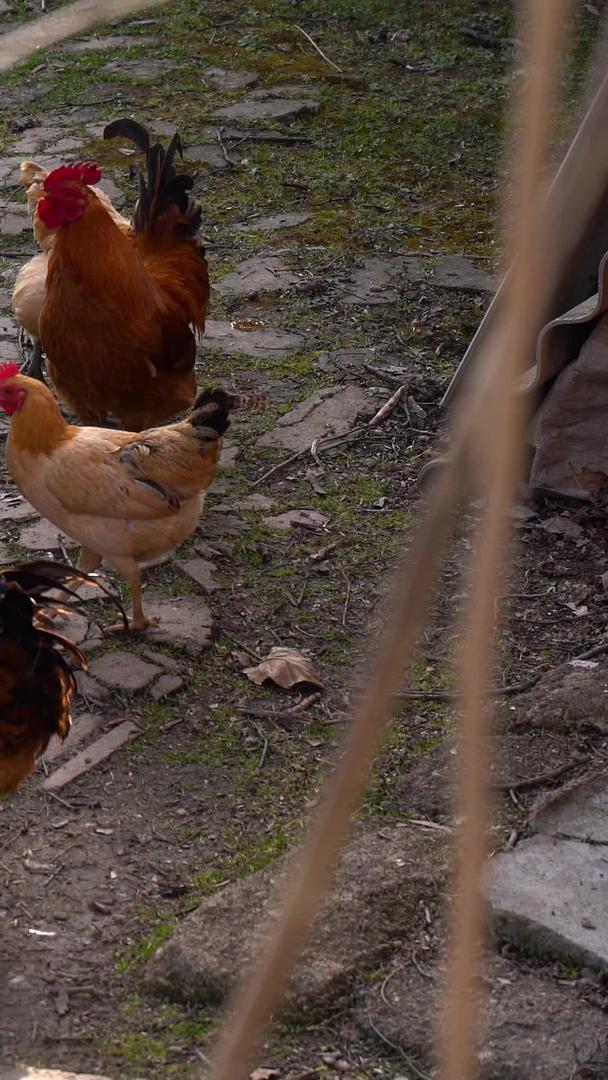农农放养土鸡大公鸡母鸡视频的预览图