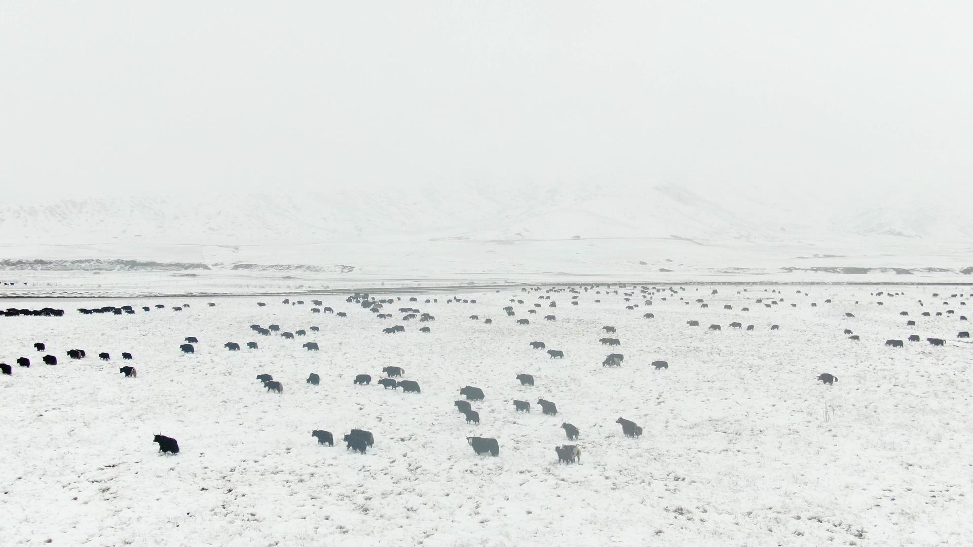 航拍雪中草原上的牦牛群视频的预览图