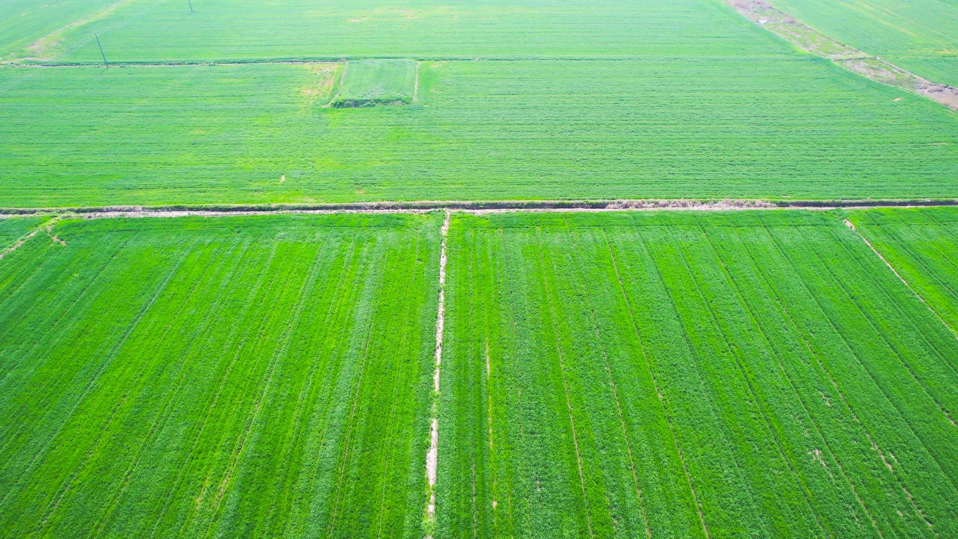 4K航拍麦田绿色农业农村经济麦子视频的预览图
