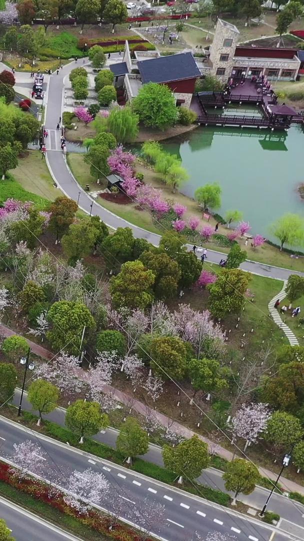 樱花大道航拍交通视频的预览图