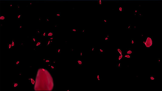 4K唯美花瓣飘落元素带通道视频的预览图