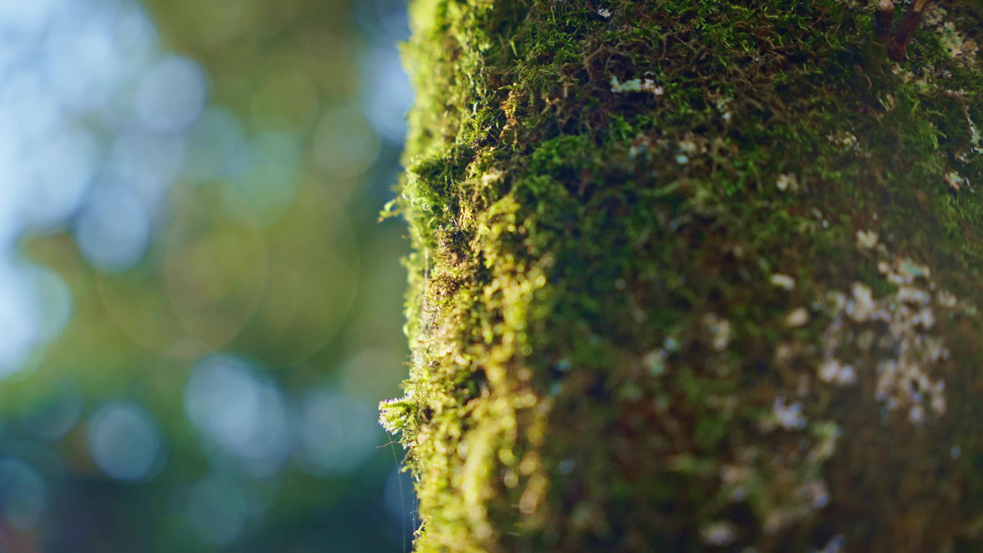 4k唯美苔藓自然风光空镜头视频的预览图