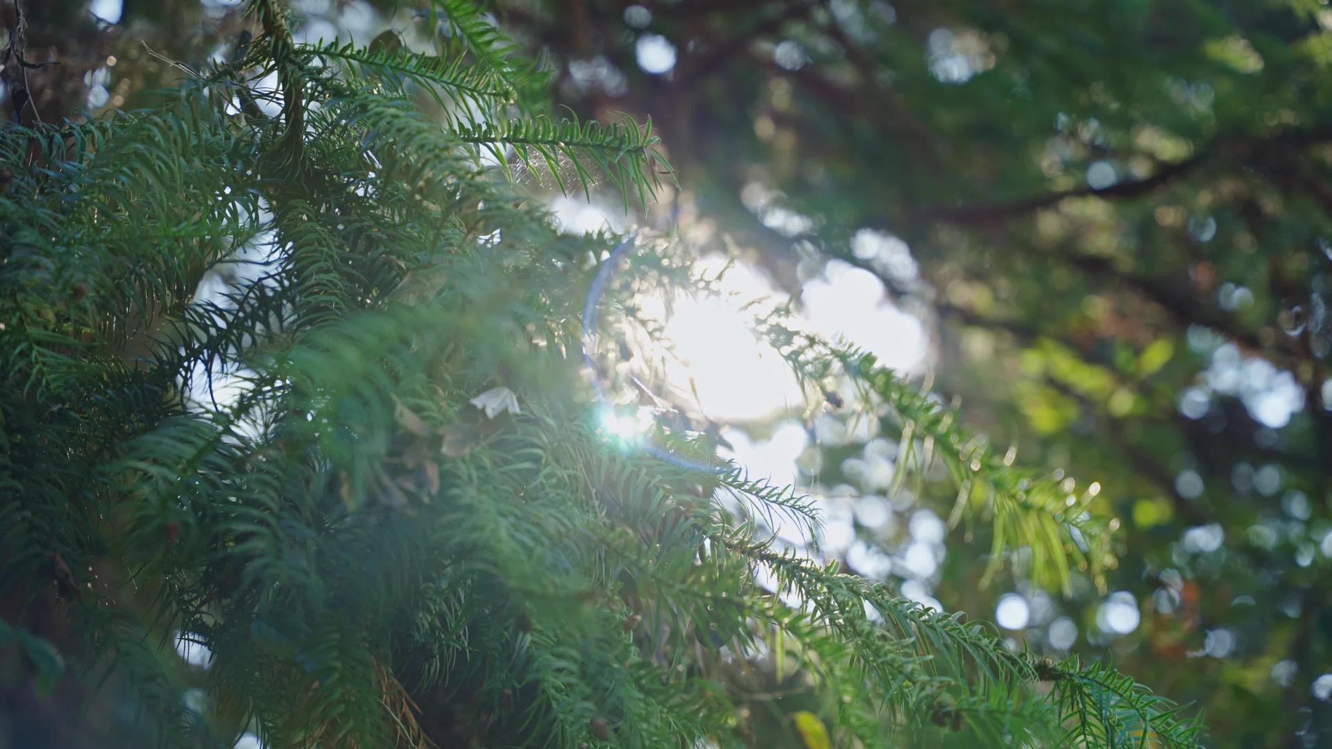 4k森林阳光照射意境空镜头视频的预览图