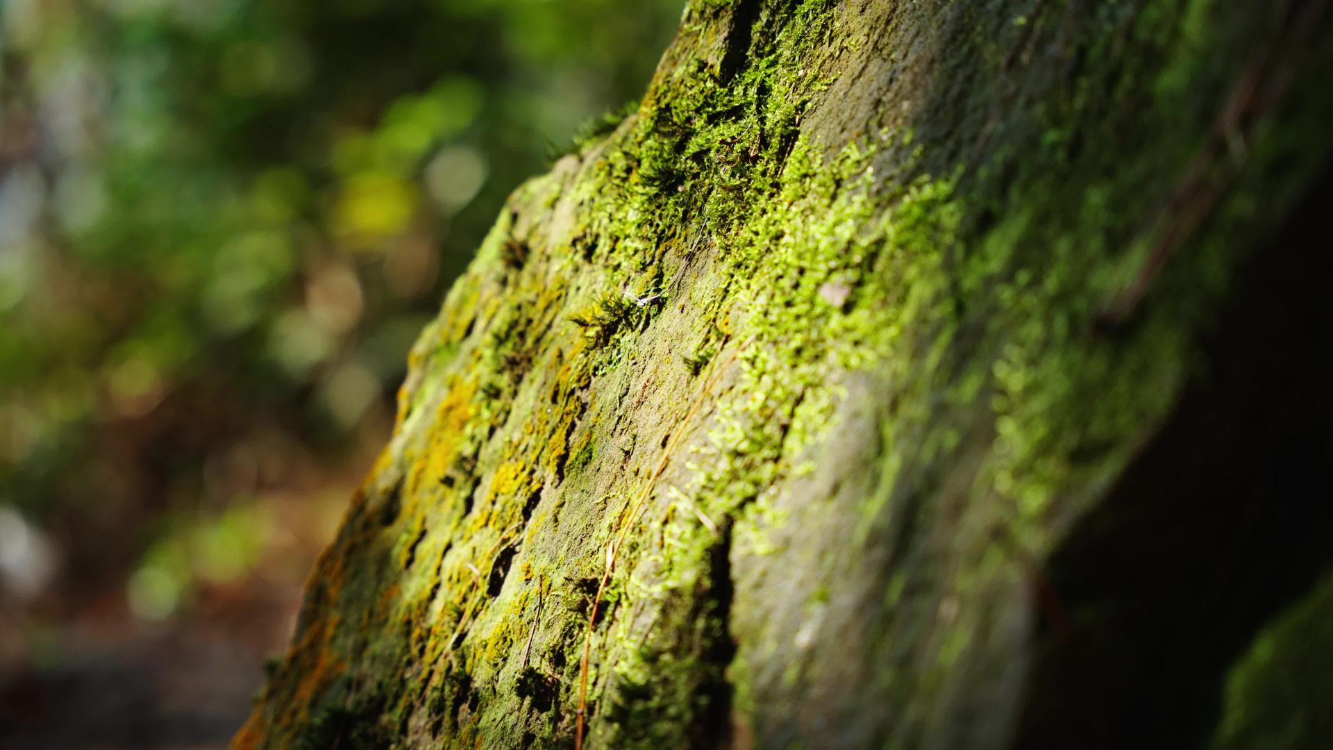 4k唯美苔藓自然风光空镜头视频的预览图