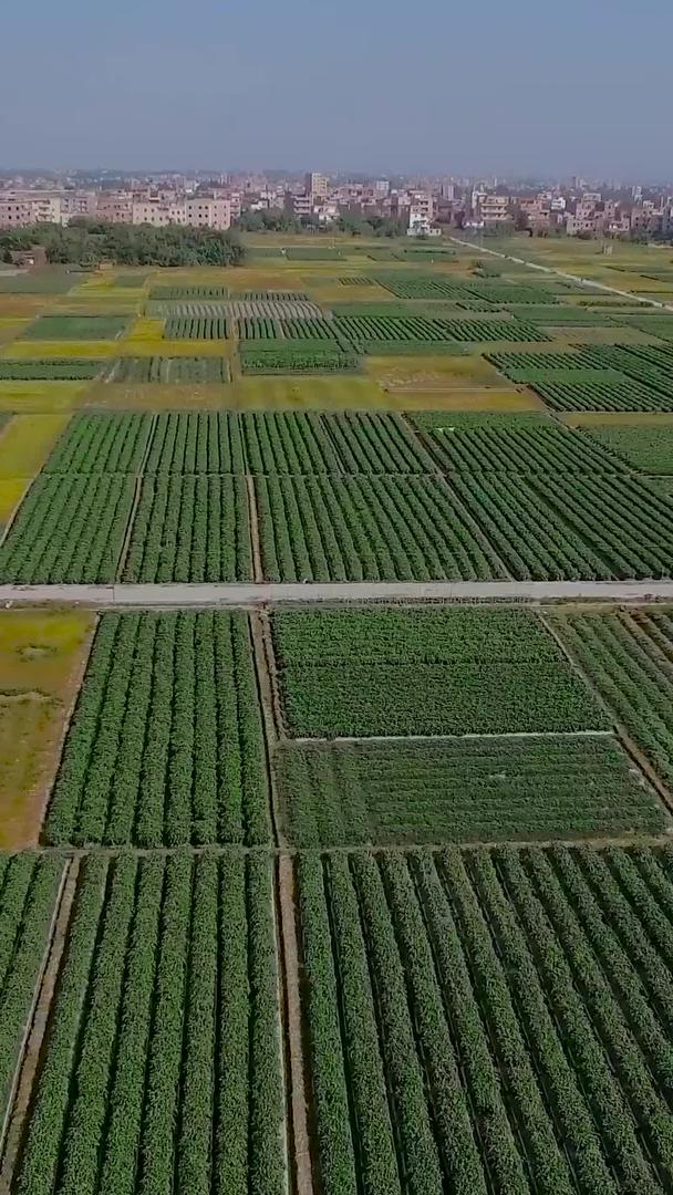 各种农产品科学种植航拍视频的预览图