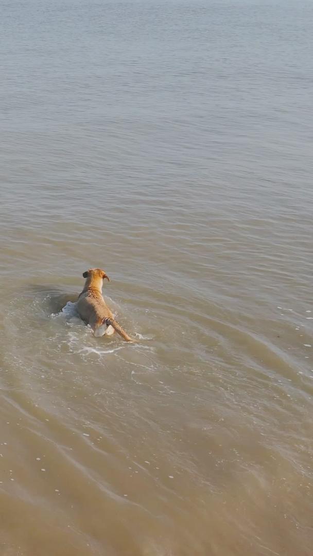 夏日沙滩上的小狗海边玩水视频的预览图