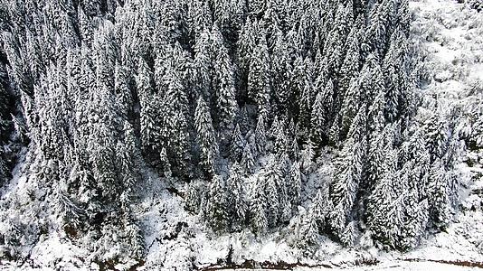航拍被雪覆盖的松树森林视频视频的预览图