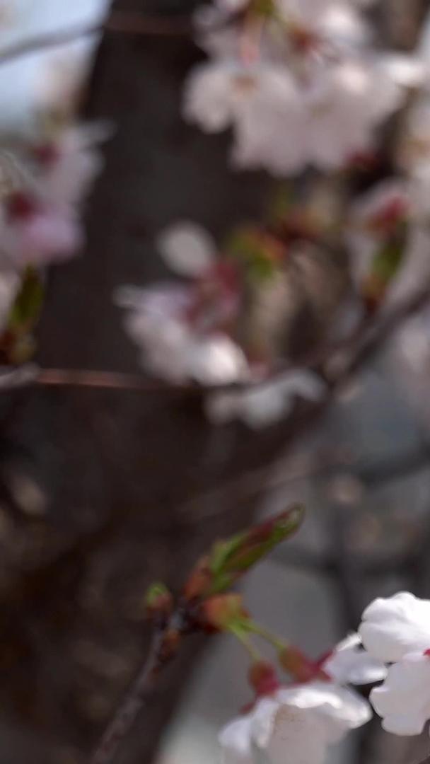 春天自然风光樱花合集视频视频的预览图