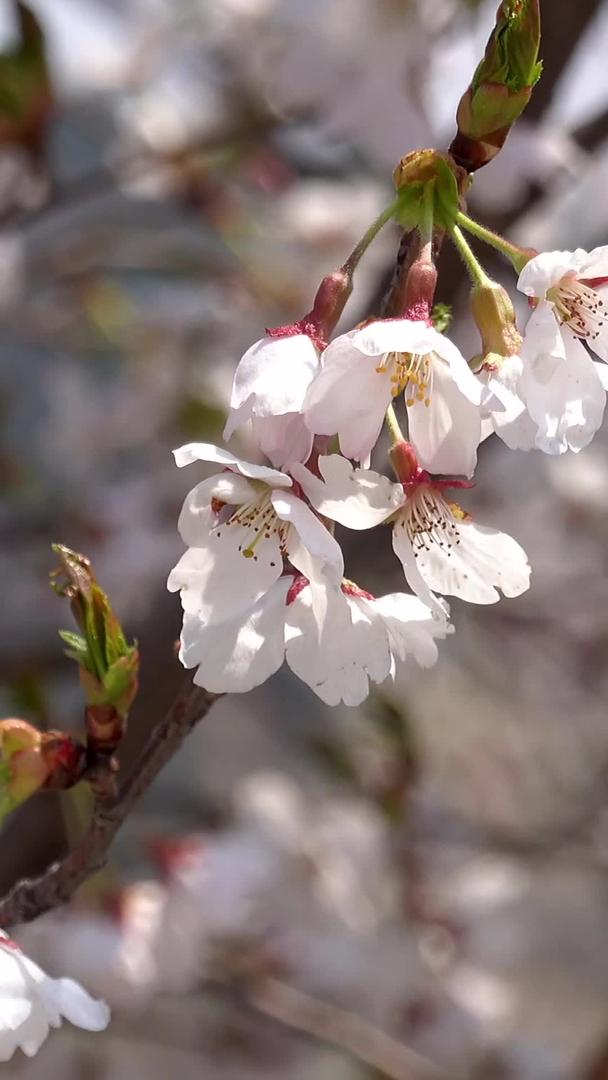 春天自然风光樱花合集视频视频的预览图