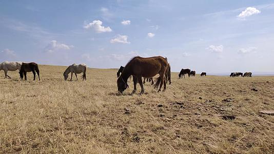 4k拍摄马群在鄂尔多斯大草原上悠闲的吃草视频的预览图