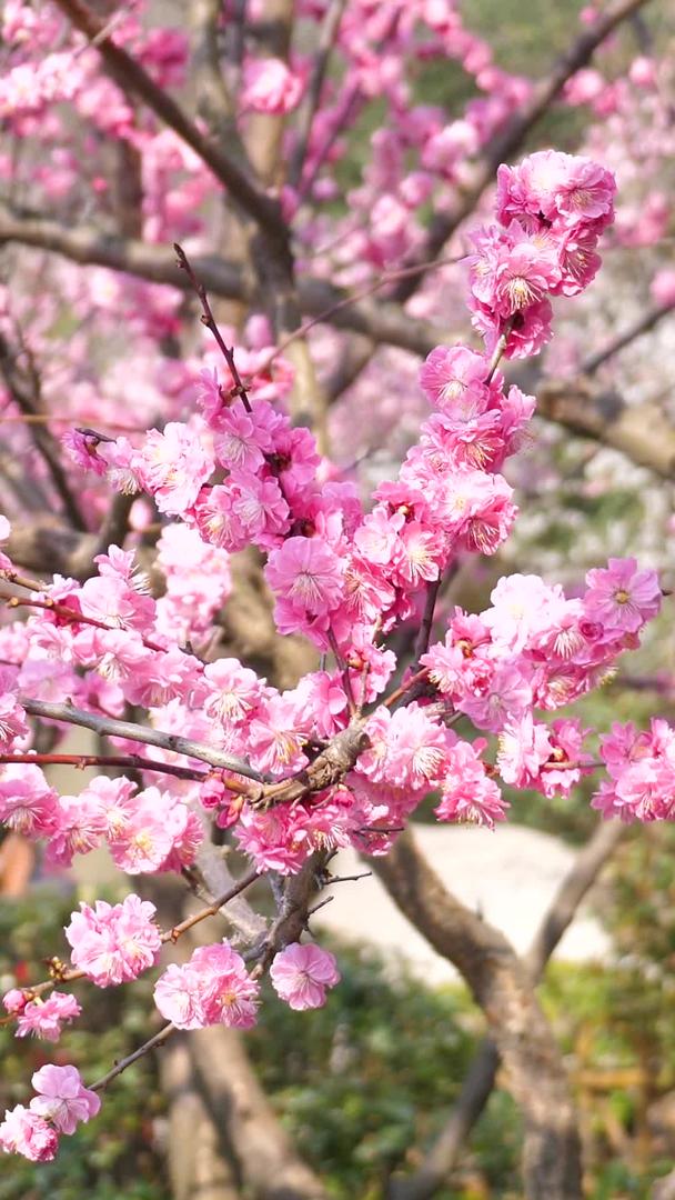 青岛中山公园樱花盛开视频的预览图