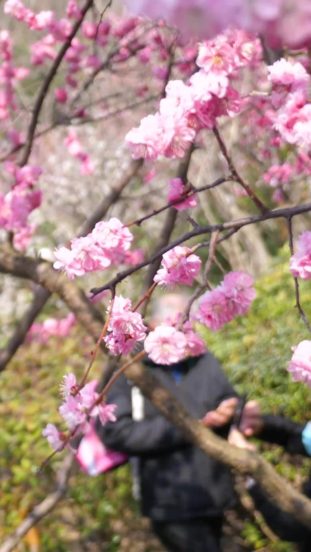 青岛中山公园樱花盛开视频的预览图