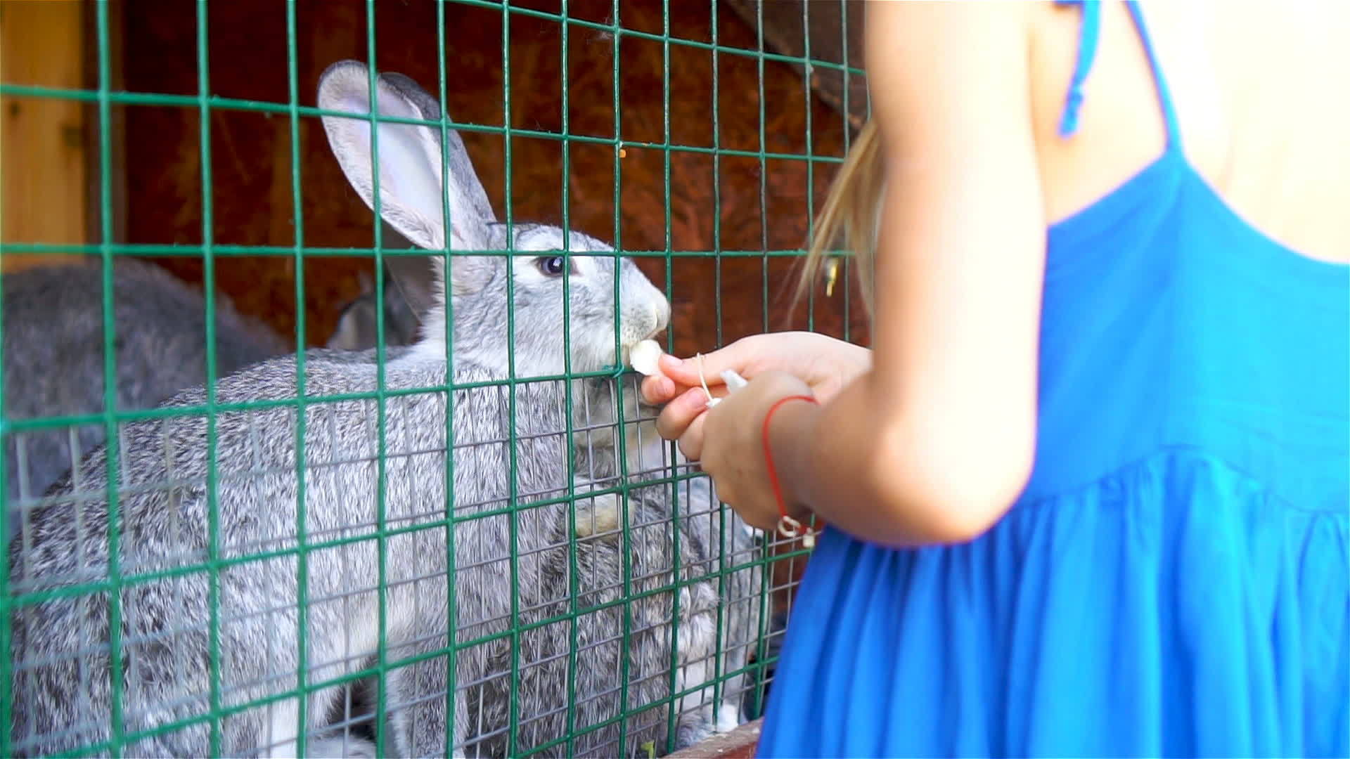 年轻女孩用跳蚤叶喂养农场的兔子视频的预览图
