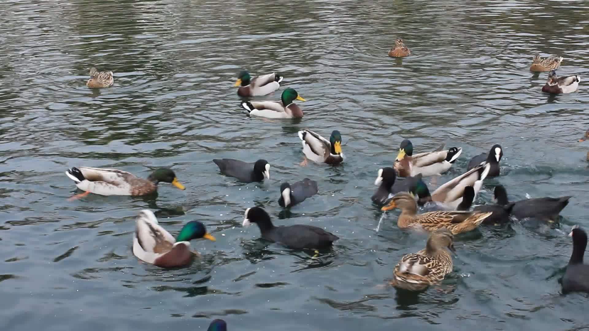 湖中饥饿的鸭子视频的预览图