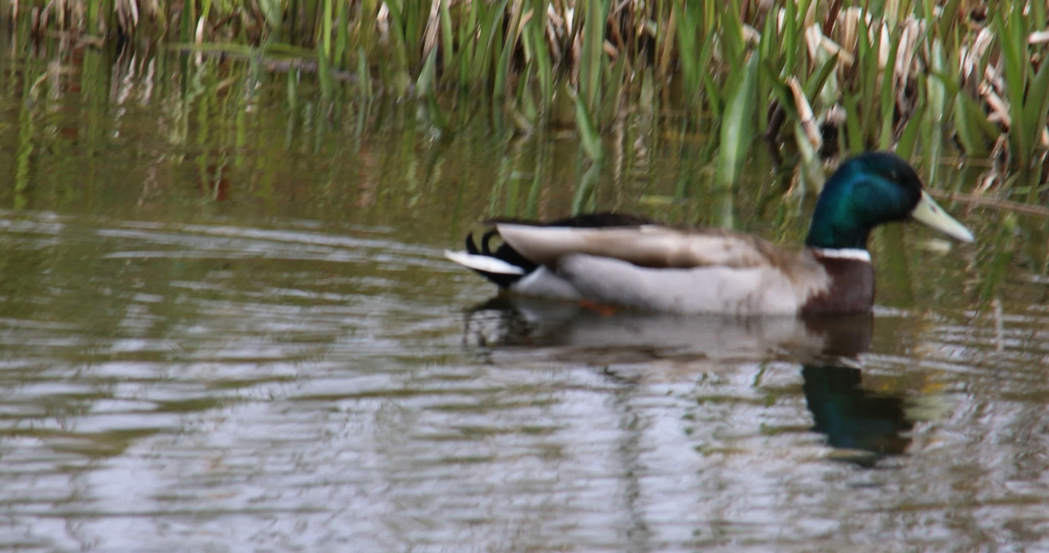 游泳鸭在池塘里视频的预览图
